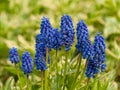 Blue muscari flowers on garden.