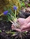 Blue Muscari flowers in gardener`s hands prepared for planting.