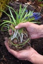 Blue Muscari flowers in gardener`s hands prepared for planting.