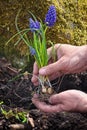 Blue Muscari flowers in gardener`s hands prepared for planting. Spring garden works concept