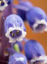 Blue Muscari flowers grape hyacinth, Bluebells. blue flower bells closeup. macro Royalty Free Stock Photo