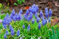 Blue Muscari flowers