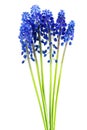 Blue muscari flowers Grape hyacinth bunch isolated on white background Royalty Free Stock Photo