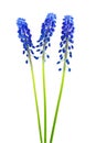 Blue muscari flowers Grape hyacinth bunch isolated on white Royalty Free Stock Photo