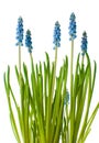 Blue muscari flowers, isolated