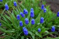 Blue muscari flowers or mouse hyacinth on the flower bed Royalty Free Stock Photo