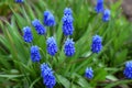 Blue muscari flowers or mouse hyacinth on the flower bed in the garden Royalty Free Stock Photo