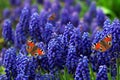 Blue Muscari flowers and red peacock butterflies blue spring flowers and butterflies in the garden. Royalty Free Stock Photo