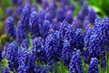 Blue Muscari flowers  blue spring flowers in the garden. Royalty Free Stock Photo