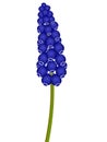 Blue muscari isolated on white background, grape hyacinth.