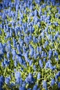 Blue Muscary field with many flowers