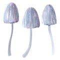 Blue Mushroom Amanita phalloides, hand drawn watercolor illustration