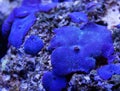 Blue Mushroom Coral