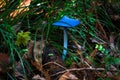 Blue Mushroom