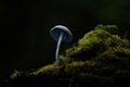 Blue Mushroom on Moss