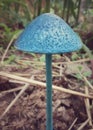 blue mushroom umbrella cap, lamp mushroom,Entoloma hochstetteri