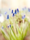 Blue muskari blossom