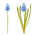 Blue Muskari flowers. Vector illustration.