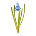 Blue Muskari flowers. Vector illustration.