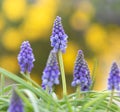 Blue Muskari. Magnificent bloom against yellow flowers background in a garden