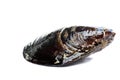 Blue mussel bivalve