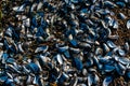 Blue mussel clam shells on a beach Royalty Free Stock Photo