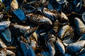 Blue mussel clam shells on a beach Royalty Free Stock Photo