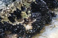 Blue mussel (Mytilus edulis