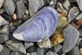 Blue Mussel Royalty Free Stock Photo