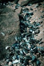 Blue mussel shells Royalty Free Stock Photo