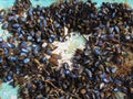 Blue mussel shells attached to boat hull