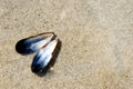 Blue mussel in thin layer of water on the beach