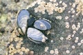 Blue mussels attached to rocks with limpet aquatic snail