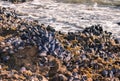 Blue mussels colony living on rocky beach Royalty Free Stock Photo