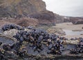 Blue mussels on Cornwall beach