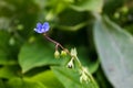 Blue Myosotis flower also called forget-me-not against a green background Royalty Free Stock Photo