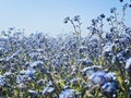 Blue myosotis sylvatica. Little blue flowers, floral blurred background Royalty Free Stock Photo