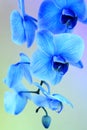 Blue Mystique Orchid
