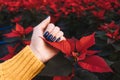 Blue nail polish manicure with red flower poinsettia. Royalty Free Stock Photo