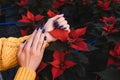 Blue nail polish manicure with red flower poinsettia. Royalty Free Stock Photo