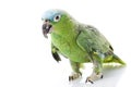 Blue-naped Amazon Parrot Royalty Free Stock Photo