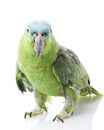 Blue-naped Amazon Parrot