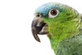 Blue-naped Amazon Parrot Royalty Free Stock Photo