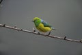 Blue-naped chloraphonia, Chlorophonia cyanea