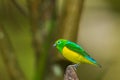 Blue Naped Chlorophonia