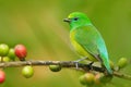 Blue-naped Chlorophonia, Chlorophonia cyanea, exotic tropic green song bird form Colombia