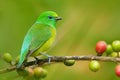 Blue-naped Chlorophonia, Chlorophonia cyanea, exotic tropic green song bird form Colombia