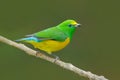 Blue-naped Chlorophonia, Chlorophonia cyanea, exotic tropic green song bird form Colombia. Wildlife from South America. Green and