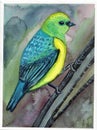 Blue-naped chlorophonia illustration sketch watercolor drawing nature bird animal yellow green blue