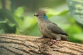 Blue-naped mousebird Royalty Free Stock Photo